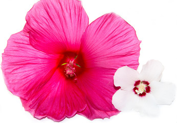 mallow flower on a white background