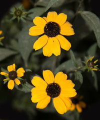 yellow flowers with black center