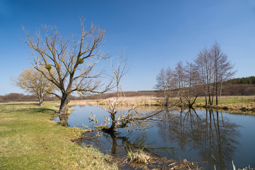 Old tree on the bank of the river in the spring against the blue