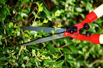 Gardening,woman working in the garden with a pair of scissors