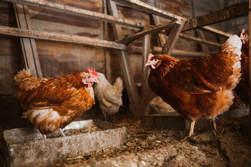 chickens in the coop