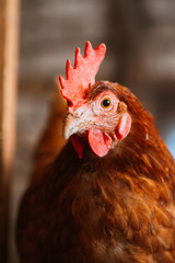 chickens in the coop