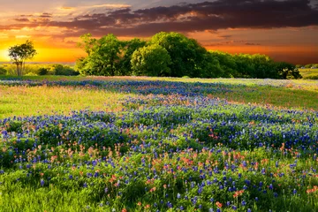 Foto op Canvas Texaanse wilde bloemen © dfikar