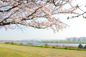 荒川五色桜と首都高速