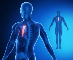 STERNUM bone anatomy x-ray scan