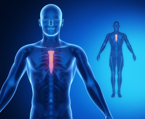 STERNUM bone anatomy x-ray scan