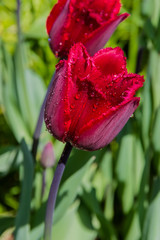 Tulip flower with water droplets