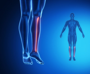 FIBULA bone anatomy x-ray scan