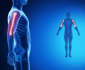 HUMERUS bone anatomy x-ray scan