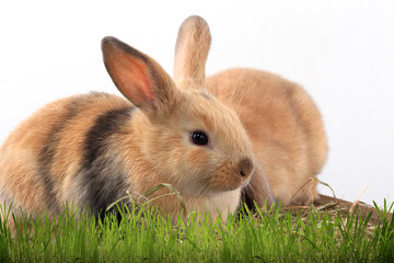 bunny rabbit
