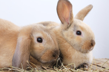 pair of rabbits