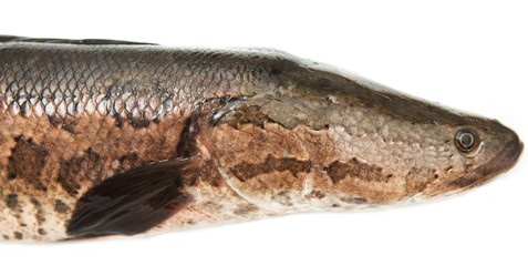 snakehead on a white background