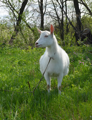 White goat.