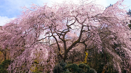 weeping cherry