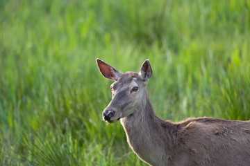 Portrait of hind