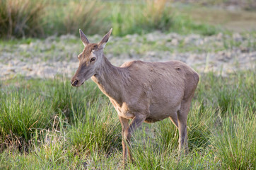 Pregnant hind