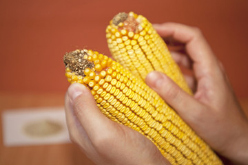 Corn cobs