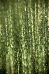 Fresh rosemary herb growing