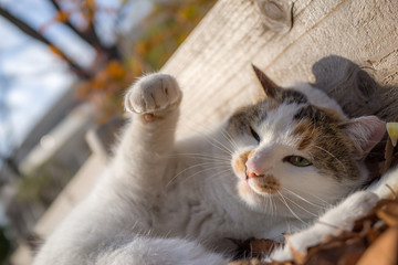 怖がる感じののらねこ