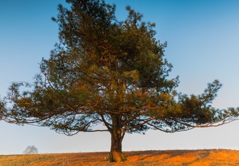 Naklejka na ściany i meble Photo of old big pine tree on hill of meadow