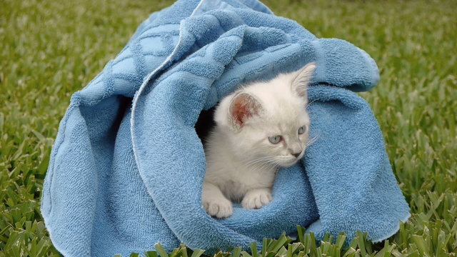 Kitten Wrapped in Towel