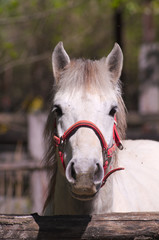 Detail of a Camargue horse