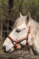 Detail of a Camargue horse