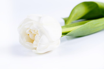 White tulip on a white background.