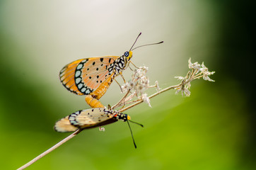 Butterflies mating