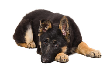 Sad puppy German Shepherd