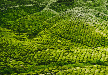 Tea plantation