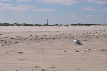 Die Insellandschaft Norderney: einsamer Strand Richtung Weiße Düne. Im Hintergrund der Leuchtturm und Dünen, im Vordergrund eine Möwe, dazwischen viel weißer Sandstrand.
