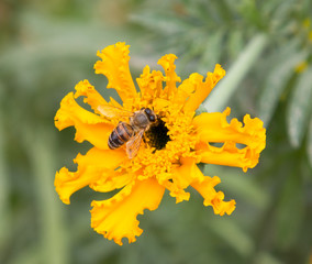 yellow flower with bee