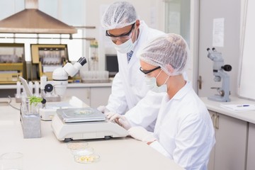 Scientists weighing corn in petri dish