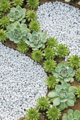 succulent plant