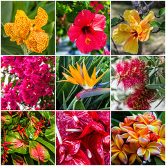 Collage: Tropical flowers in Madeira