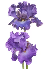 Abwaschbare Fototapete Iris Iris