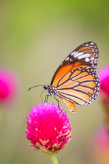 Butterfly on Globe Amaranth flowers.