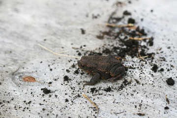 Erdkröte auf Holzplatte, (Bufonidae) - Naturschutz in der Region