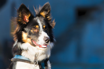 Close up of a border collie