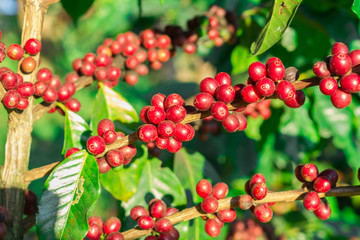 Obraz premium Coffee beans ripening on tree in North of thailand