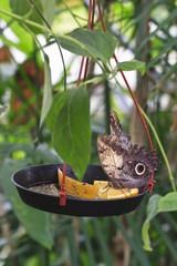 Butterflie