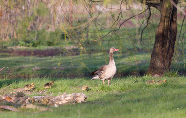 Wild goose with goslings