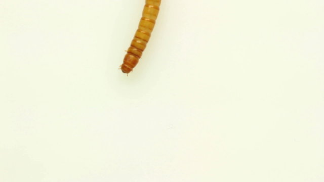 top view isolated moving worm