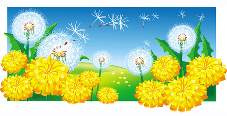 Meadow with dandelions