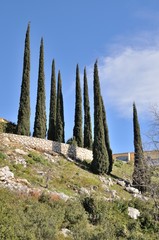 Cypress trees on a hill in Provence