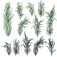 Rosemary herb set