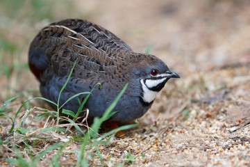 Blue Quail Bird