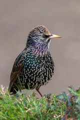 common starling
