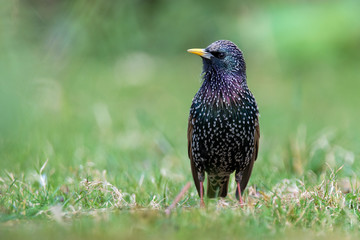 common starling